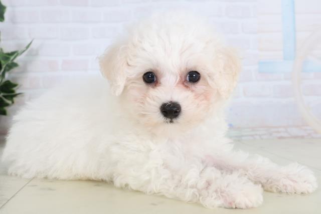 長崎県のビションフリーゼ (Coo&RIKU長崎浜町店/2026年1月21日生まれ/男の子/ホワイト)の子犬の2枚目の画像