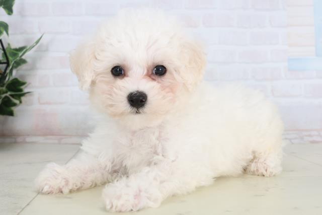 長崎県のビションフリーゼ (Coo&RIKU長崎浜町店/2026年1月21日生まれ/男の子/ホワイト)の子犬の3枚目の画像