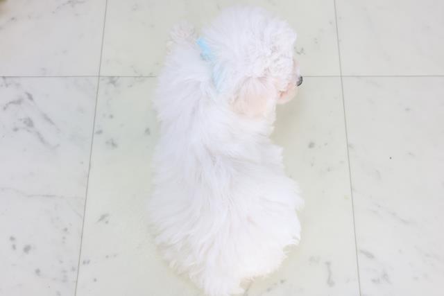 長崎県のビションフリーゼ (Coo&RIKU長崎浜町店/2026年1月21日生まれ/男の子/ホワイト)の子犬の4枚目の画像