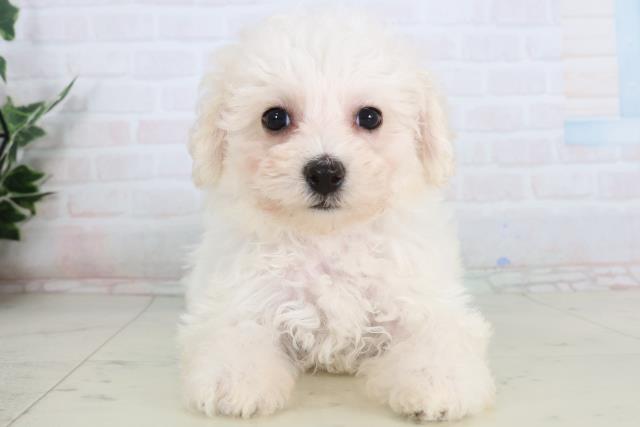 岡山県のビションフリーゼ (Coo&RIKU岡山店/2026年1月21日生まれ/女の子/ホワイト)の子犬