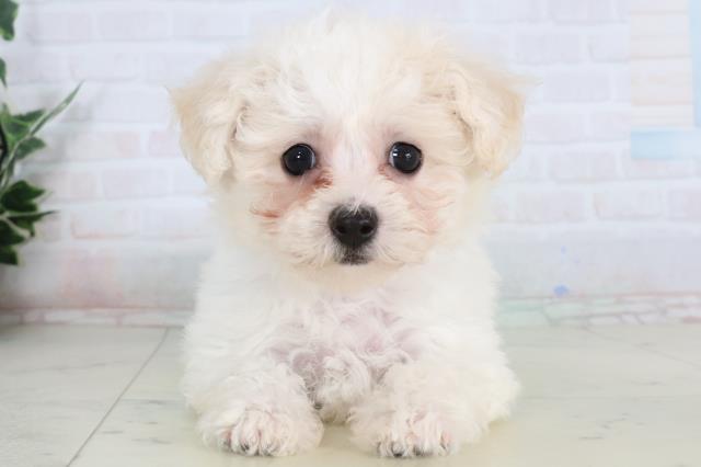 福岡県のビションフリーゼ (Coo&RIKU久留米店/2026年1月21日生まれ/女の子/ホワイト)の子犬の1枚目の画像