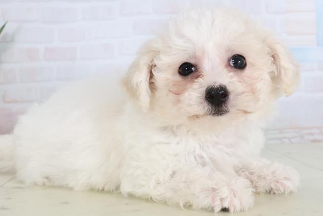 福岡県のビションフリーゼ (Coo&RIKU久留米店/2026年1月21日生まれ/女の子/ホワイト)の子犬の2枚目の画像