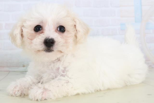 福岡県のビションフリーゼ (Coo&RIKU久留米店/2026年1月21日生まれ/女の子/ホワイト)の子犬の3枚目の画像