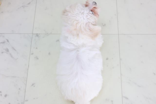 福岡県のビションフリーゼ (Coo&RIKU久留米店/2026年1月21日生まれ/女の子/ホワイト)の子犬の4枚目の画像