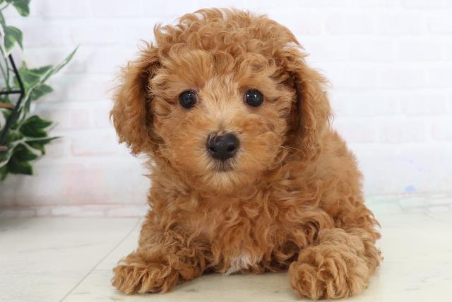 島根県のトイプードル(トイ) (Coo&RIKU出雲店/2026年1月21日生まれ/男の子/レッド)の子犬の1枚目の画像