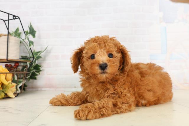 島根県のトイプードル(トイ) (Coo&RIKU出雲店/2026年1月21日生まれ/男の子/レッド)の子犬の3枚目の画像