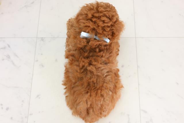 島根県のトイプードル(トイ) (Coo&RIKU出雲店/2026年1月21日生まれ/男の子/レッド)の子犬の4枚目の画像