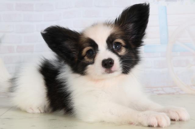 三重県のパピヨン (Coo&RIKU津高茶屋店/2026年1月22日生まれ/男の子/ホワイトブラウン)の子犬の2枚目の画像