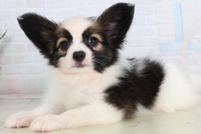 三重県のパピヨン (Coo&RIKU津高茶屋店/2026年1月22日生まれ/男の子/ホワイトブラウン)の子犬の3枚目の画像