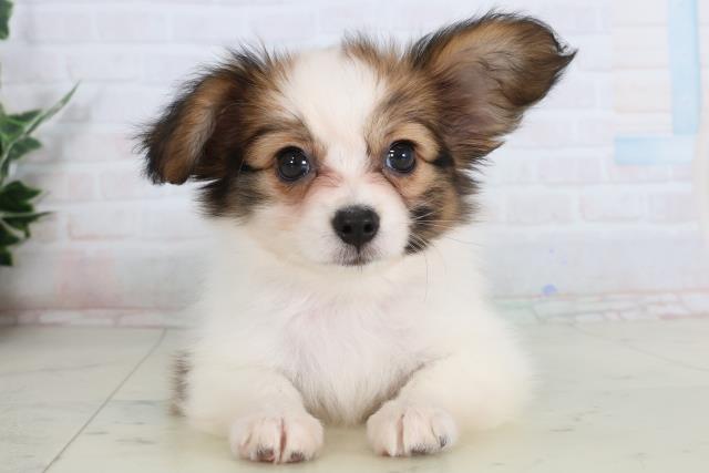 島根県のパピヨン (Coo&RIKU出雲店/2026年1月22日生まれ/女の子/ホワイトブラウン)の子犬の1枚目の画像