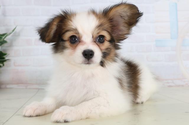 島根県のパピヨン (Coo&RIKU出雲店/2026年1月22日生まれ/女の子/ホワイトブラウン)の子犬の3枚目の画像