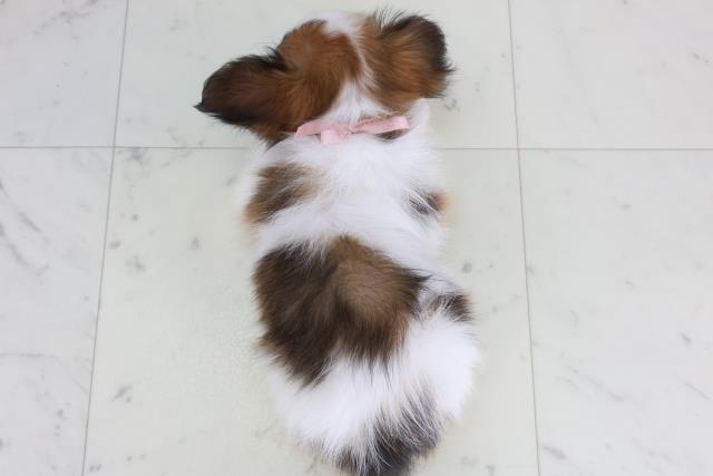 島根県のパピヨン (Coo&RIKU出雲店/2026年1月22日生まれ/女の子/ホワイトブラウン)の子犬の4枚目の画像