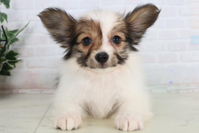 愛知県のパピヨン (Coo&RIKU東海一宮店/2026年1月22日生まれ/女の子/ホワイトブラウン)の子犬の1枚目の画像