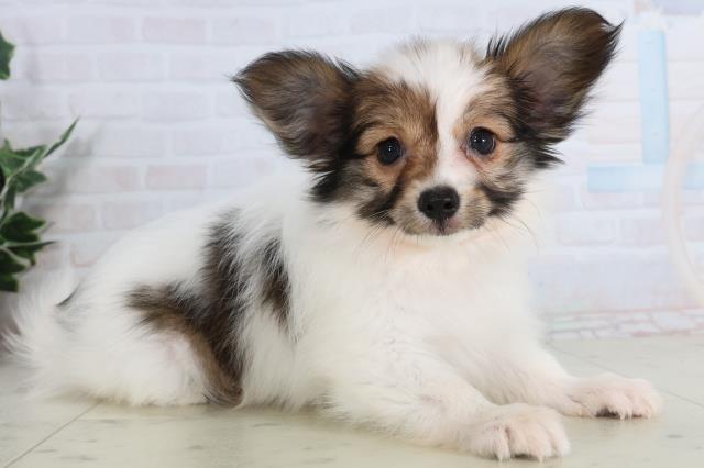 愛知県のパピヨン (Coo&RIKU東海一宮店/2026年1月22日生まれ/女の子/ホワイトブラウン)の子犬の2枚目の画像