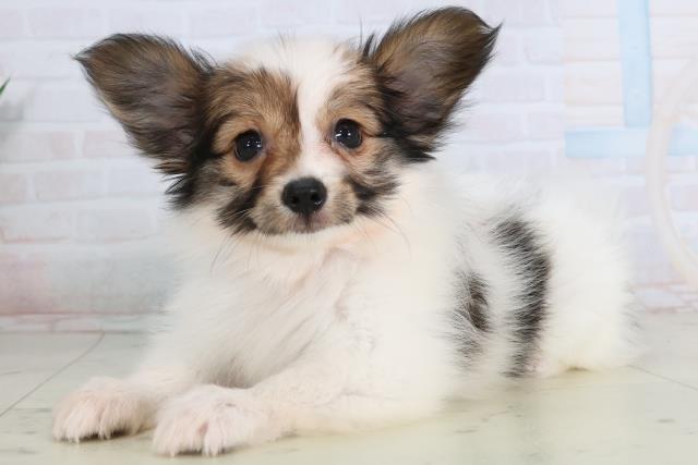 愛知県のパピヨン (Coo&RIKU東海一宮店/2026年1月22日生まれ/女の子/ホワイトブラウン)の子犬の3枚目の画像