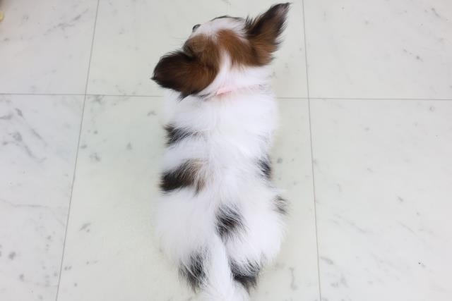 愛知県のパピヨン (Coo&RIKU東海一宮店/2026年1月22日生まれ/女の子/ホワイトブラウン)の子犬の4枚目の画像