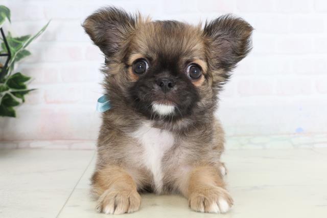 香川県のチワワ(ロング) (Coo&RIKU高松上福岡店/2026年1月21日生まれ/男の子/フォーン)の子犬の1枚目の画像