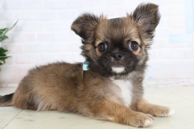 香川県のチワワ(ロング) (Coo&RIKU高松上福岡店/2026年1月21日生まれ/男の子/フォーン)の子犬の2枚目の画像