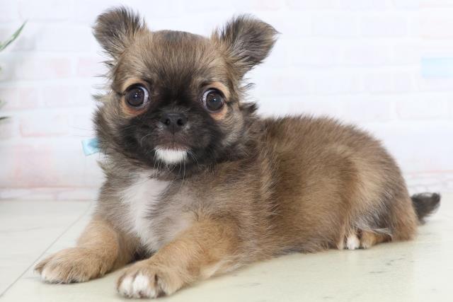 香川県のチワワ(ロング) (Coo&RIKU高松上福岡店/2026年1月21日生まれ/男の子/フォーン)の子犬の3枚目の画像