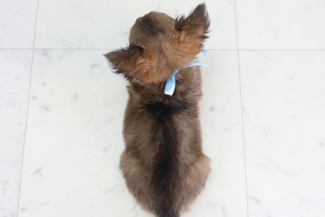 香川県のチワワ(ロング) (Coo&RIKU高松上福岡店/2026年1月21日生まれ/男の子/フォーン)の子犬の4枚目の画像