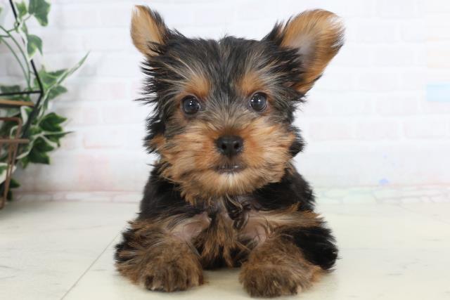 高知県のヨークシャーテリア (Coo&RIKU高知御座店/2026年1月23日生まれ/男の子/スチールブルータン)の子犬の1枚目の画像