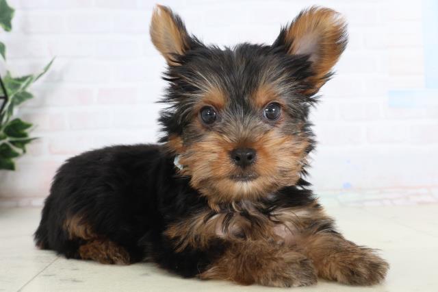 高知県のヨークシャーテリア (Coo&RIKU高知御座店/2026年1月23日生まれ/男の子/スチールブルータン)の子犬の2枚目の画像