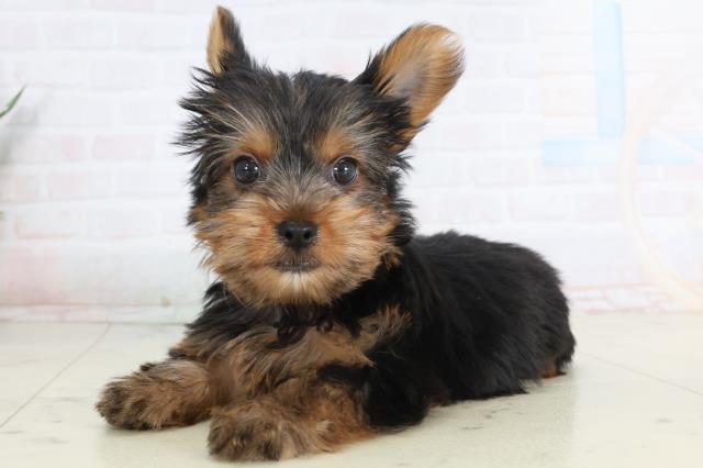 高知県のヨークシャーテリア (Coo&RIKU高知御座店/2026年1月23日生まれ/男の子/スチールブルータン)の子犬の3枚目の画像