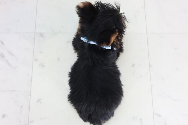 高知県のヨークシャーテリア (Coo&RIKU高知御座店/2026年1月23日生まれ/男の子/スチールブルータン)の子犬の4枚目の画像