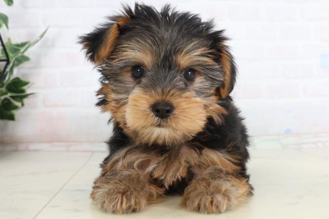 高知県のヨークシャーテリア (Coo&RIKUのいち店/2026年1月23日生まれ/女の子/スチールブルータン)の子犬の1枚目の画像