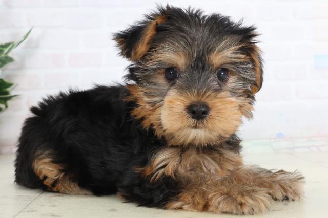 高知県のヨークシャーテリア (Coo&RIKUのいち店/2026年1月23日生まれ/女の子/スチールブルータン)の子犬の2枚目の画像