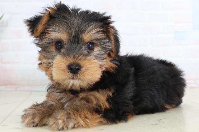 高知県のヨークシャーテリア (Coo&RIKUのいち店/2026年1月23日生まれ/女の子/スチールブルータン)の子犬の3枚目の画像