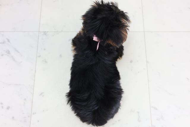 高知県のヨークシャーテリア (Coo&RIKUのいち店/2026年1月23日生まれ/女の子/スチールブルータン)の子犬の4枚目の画像