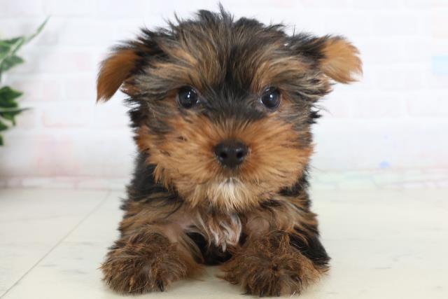 愛媛県のヨークシャーテリア (Coo&RIKU愛媛松山店/2026年1月23日生まれ/女の子/スチールブルータン)の子犬