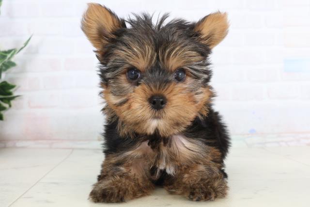 愛知県のヨークシャーテリア (Coo&RIKU名古屋みなと店/2026年1月23日生まれ/女の子/スチールブルータン)の子犬の1枚目の画像