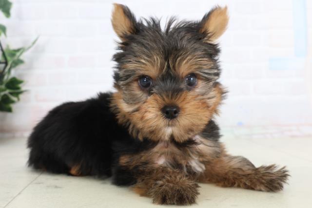 愛知県のヨークシャーテリア (Coo&RIKU名古屋みなと店/2026年1月23日生まれ/女の子/スチールブルータン)の子犬の2枚目の画像