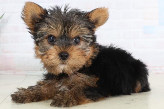 愛知県のヨークシャーテリア (Coo&RIKU名古屋みなと店/2026年1月23日生まれ/女の子/スチールブルータン)の子犬の3枚目の画像