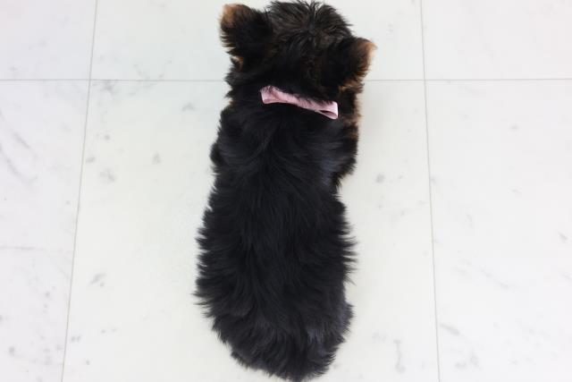 愛知県のヨークシャーテリア (Coo&RIKU名古屋みなと店/2026年1月23日生まれ/女の子/スチールブルータン)の子犬の4枚目の画像