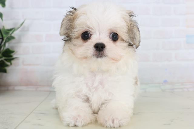 静岡県のチワマル/マルチワ(チワワ×マルチーズ) (Coo&RIKU静岡SBS通り店/2026年1月24日生まれ/男の子/ホワイトフォーン)の子犬の1枚目の画像