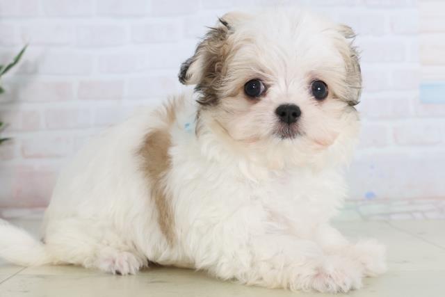 静岡県のチワマル/マルチワ(チワワ×マルチーズ) (Coo&RIKU静岡SBS通り店/2026年1月24日生まれ/男の子/ホワイトフォーン)の子犬の2枚目の画像