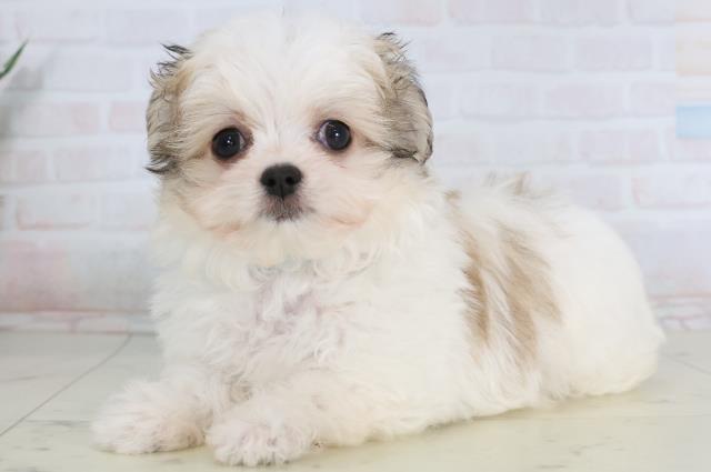 静岡県のチワマル/マルチワ(チワワ×マルチーズ) (Coo&RIKU静岡SBS通り店/2026年1月24日生まれ/男の子/ホワイトフォーン)の子犬の3枚目の画像