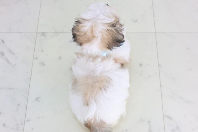 静岡県のチワマル/マルチワ(チワワ×マルチーズ) (Coo&RIKU静岡SBS通り店/2026年1月24日生まれ/男の子/ホワイトフォーン)の子犬の4枚目の画像