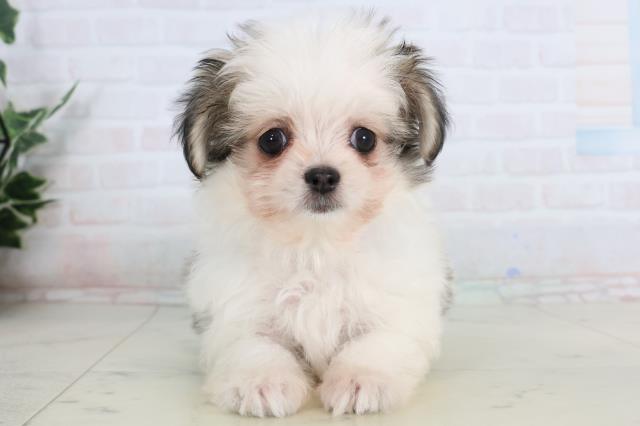 徳島県のチワマル/マルチワ(チワワ×マルチーズ) (Coo&RIKU徳島店/2026年1月24日生まれ/男の子/ホワイトフォーン)の子犬の1枚目の画像