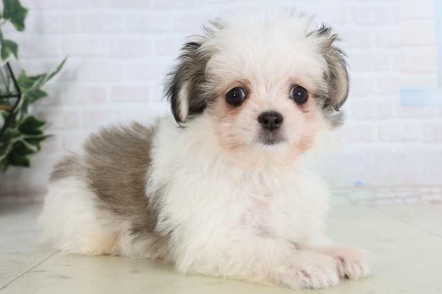 徳島県のチワマル/マルチワ(チワワ×マルチーズ) (Coo&RIKU徳島店/2026年1月24日生まれ/男の子/ホワイトフォーン)の子犬の2枚目の画像