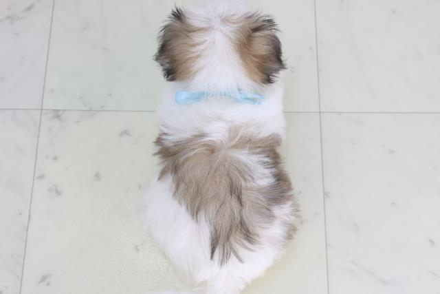 徳島県のチワマル/マルチワ(チワワ×マルチーズ) (Coo&RIKU徳島店/2026年1月24日生まれ/男の子/ホワイトフォーン)の子犬の4枚目の画像