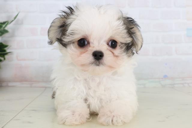 島根県のチワマル/マルチワ(チワワ×マルチーズ) (Coo&RIKU出雲店/2026年1月24日生まれ/女の子/ホワイトフォーン)の子犬の1枚目の画像