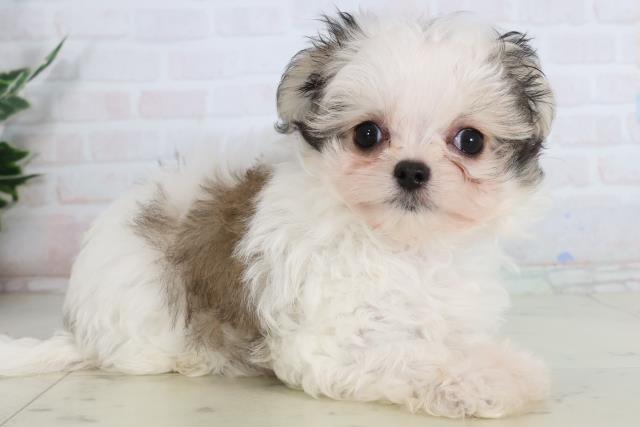 島根県のチワマル/マルチワ(チワワ×マルチーズ) (Coo&RIKU出雲店/2026年1月24日生まれ/女の子/ホワイトフォーン)の子犬の2枚目の画像