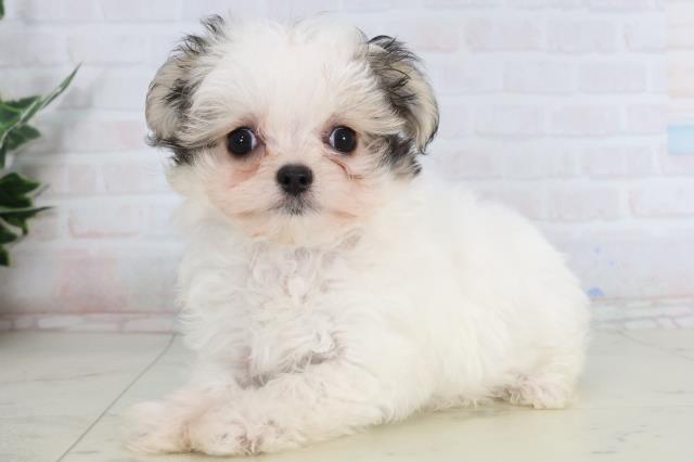 島根県のチワマル/マルチワ(チワワ×マルチーズ) (Coo&RIKU出雲店/2026年1月24日生まれ/女の子/ホワイトフォーン)の子犬の3枚目の画像