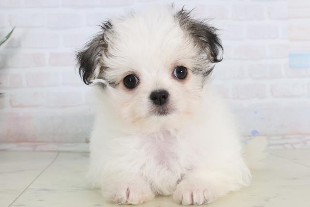 広島県のチワマル/マルチワ(チワワ×マルチーズ) (Coo&RIKUゆめタウン大竹店/2026年1月24日生まれ/女の子/ホワイトフォーン)の子犬