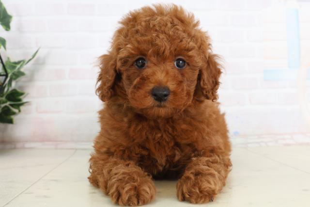 長崎県のトイプードル(トイ) (Coo&RIKU長崎浜町店/2026年1月24日生まれ/男の子/レッド)の子犬の1枚目の画像