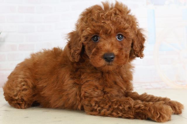 長崎県のトイプードル(トイ) (Coo&RIKU長崎浜町店/2026年1月24日生まれ/男の子/レッド)の子犬の2枚目の画像